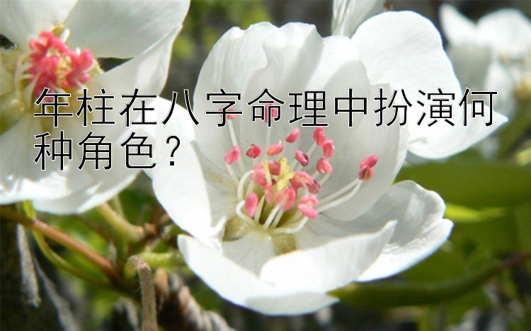 年柱在八字命理中扮演何种角色？